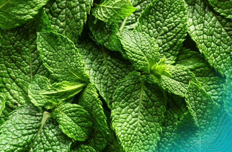 Menthol hatása